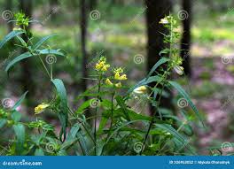 Attēlu rezultāti vaicājumam “Melampyrum pratense”