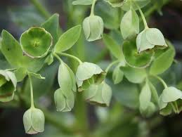 Image result for Nieswurz