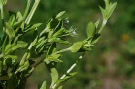 Attēlu rezultāti vaicājumam “Moehringia trinervia”