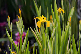 Attēlu rezultāti vaicājumam “Iris pseudacorus”