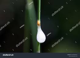 Attēlu rezultāti vaicājumam “Aphrophora nymph”