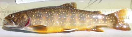 Image result for Salvelinus confluentus