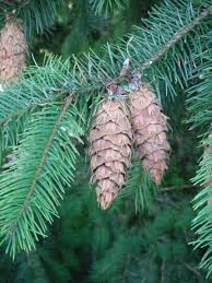 Attēlu rezultāti vaicājumam “Pseudotsuga menziesii”