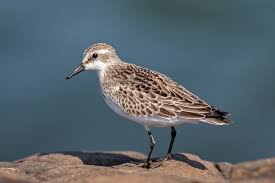 Attēlu rezultāti vaicājumam “Calidris”