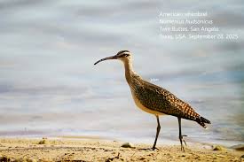 Image result for Numenius hudsonicus