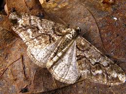 Attēlu rezultāti vaicājumam “Agriopis leucophaearia”