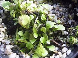 Attēlu rezultāti vaicājumam “Lentibulariaceae”