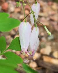 Image result for Adlumia fungosa