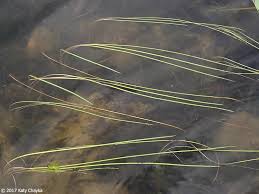 Attēlu rezultāti vaicājumam “Sparganium minimum leaf”