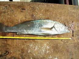 Image result for Argyrosomus inodorus