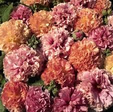 Image result for Alcea rosea `Appleblossom`