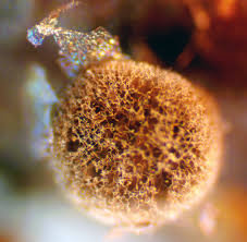 Attēlu rezultāti vaicājumam “Lamproderma pulchellum macro”