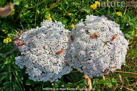 Attēlu rezultāti vaicājumam “Daucus carota subsp. carota flower”