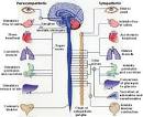 <b>vagus nerve</b>.jpg