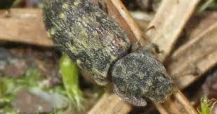 Attēlu rezultāti vaicājumam “Zopheridae”