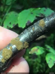 Attēlu rezultāti vaicājumam “Lycogala roseosporum sessile”