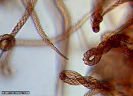 Attēlu rezultāti vaicājumam “Metatrichia sp.”