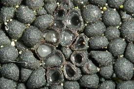 Attēlu rezultāti vaicājumam “Ruzenia spermoides”