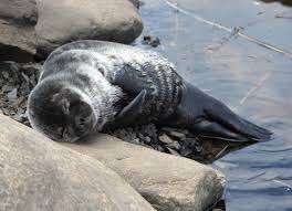 Image result for Pusa hispida