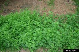 Attēlu rezultāti vaicājumam “Cardamine impatiens”