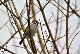 Image result for Passer montanus