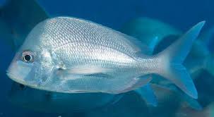 Image result for Chrysoblephus cristiceps