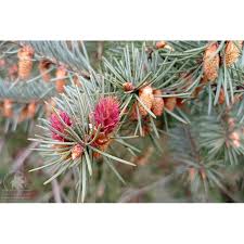 Attēlu rezultāti vaicājumam “Pseudotsuga menziesii flower”