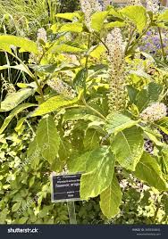 Attēlu rezultāti vaicājumam “Phytolacca acinosa flower”