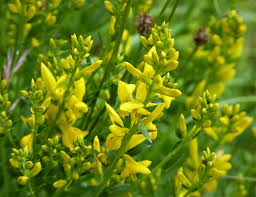 Image result for Genista tinctoria