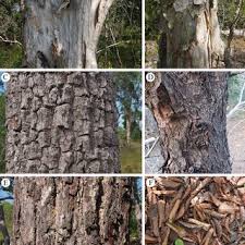 Attēlu rezultāti vaicājumam “Licea pygmaea spores”