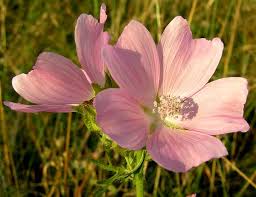 Attēlu rezultāti vaicājumam “Malva moschata flower”