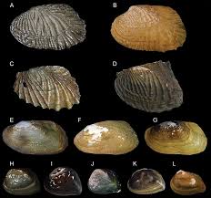 Attēlu rezultāti vaicājumam “Harmandia”