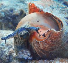 Image result for Aliger gigas