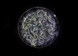 Attēlu rezultāti vaicājumam “Nostoc pruniforme macro”