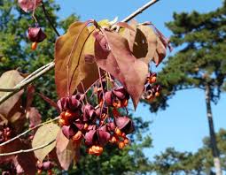 Attēlu rezultāti vaicājumam “Euonymus fruit”