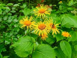 Attēlu rezultāti vaicājumam “Telekia speciosa flower”