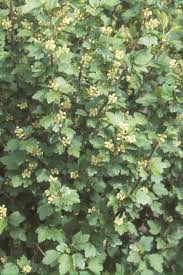 Attēlu rezultāti vaicājumam “Ribes alpinum leaf”