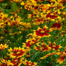 Image result for Lilium martagon `Arabian Night`