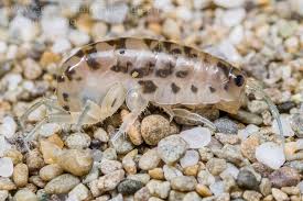 Attēlu rezultāti vaicājumam “Amphipoda”