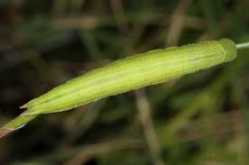 Attēlu rezultāti vaicājumam “Coenonympha tullia underside”