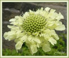 Image result for Scabiosa ochroleuca
