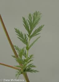 Attēlu rezultāti vaicājumam “Erodium cicutarium leaf”