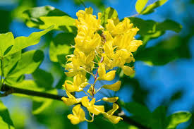 Attēlu rezultāti vaicājumam “Laburnum alpinum”