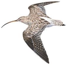 Attēlu rezultāti vaicājumam “Numenius arquata adult”