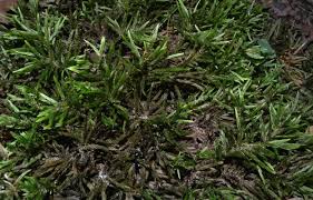 Attēlu rezultāti vaicājumam “Climacium dendroides”