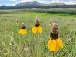 Image result for Ratibida columnifera