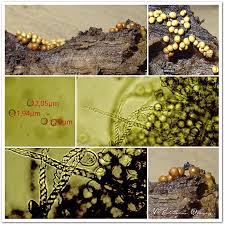 Attēlu rezultāti vaicājumam “Trichia ambigua macro”