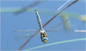 Attēlu rezultāti vaicājumam “Brachytron pratense”