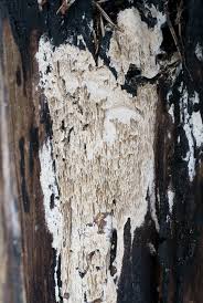 Attēlu rezultāti vaicājumam “Antrodia sinuosa”