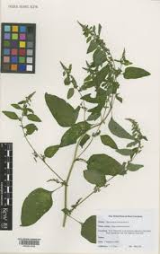 Attēlu rezultāti vaicājumam “Chenopodium polyspermum var. acutifolium flower”